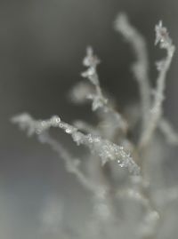 Close-up of plant against blurred background