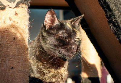 Close-up of cat