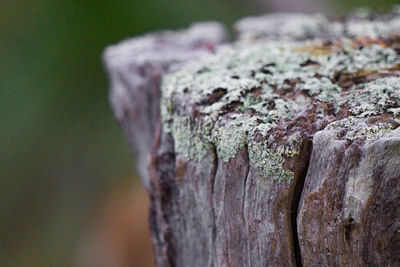 Close-up of moss on tree trunk