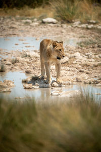 Lion stands looking right on stepping stones