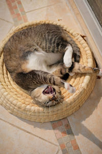High angle view of cat in basket