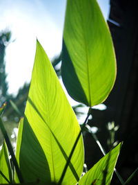 Close-up of green leaves
