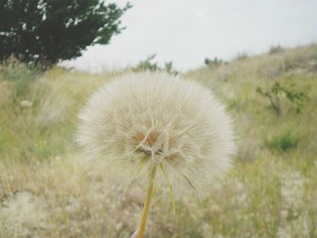 Close-up of dandelion on field