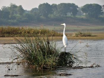 Bird perching on a lake