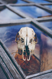 Close-up of animal skull on glass