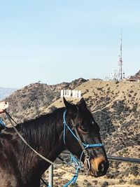 Horse standing on mountain against clear sky