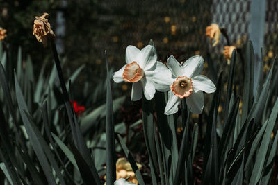 Close-up of white flowering plants