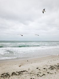 Seagulls flying over sea against sky