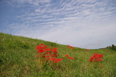 Red poppy flowers on field against sky