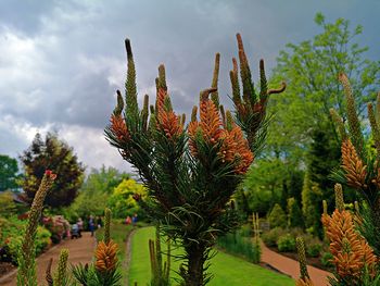 Close-up of succulent plant on field against sky