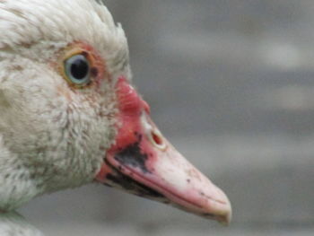 Close-up of a bird