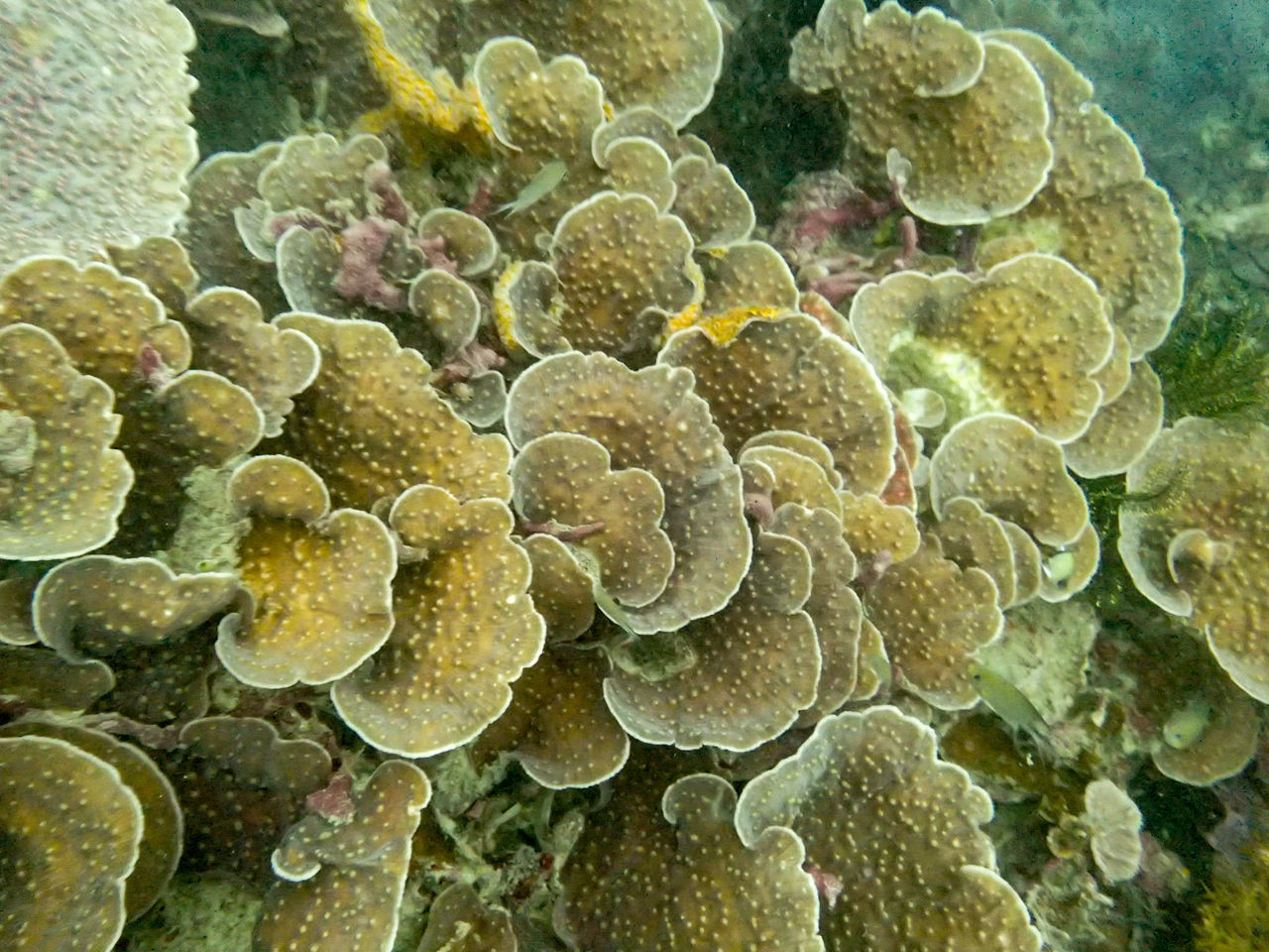 CLOSE-UP VIEW OF LEAVES