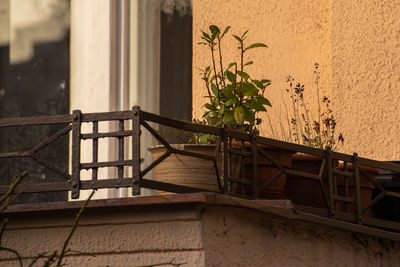 Potted plant against building wall