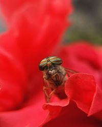 Close-up of bee pollinating on red flower