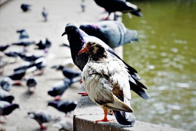 Close-up of bird perching on a lake