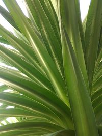 Close-up of palm leaf