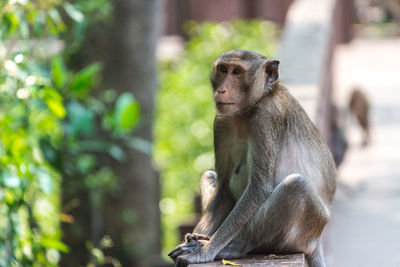 Portrait of monkey sitting on tree