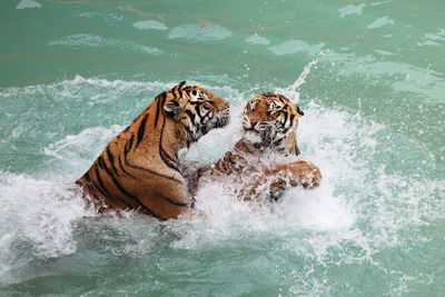 High angle view of tigers fighting in river