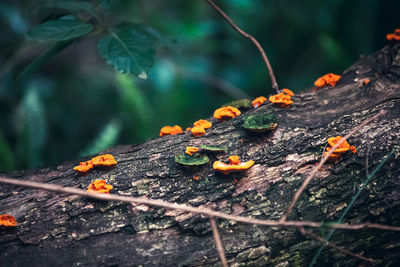Close-up of orange mushroom on tree