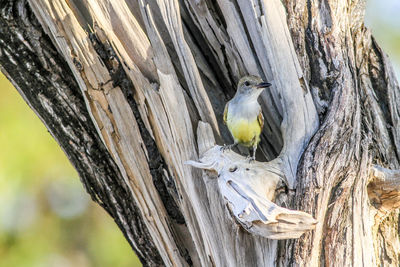 Close-up of bird perching on tree trunk