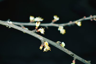 Close-up of flower buds on twig