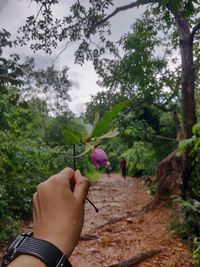 Midsection of person holding flowering plants against trees