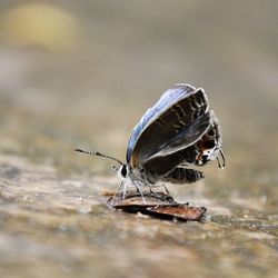 Close-up of fly