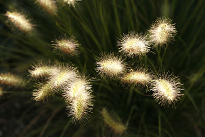 Close-up of flowers