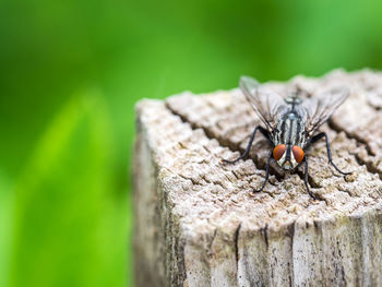 High angle close-up of housefly on wooden pole