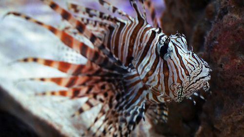 Close-up of fishes swimming in sea