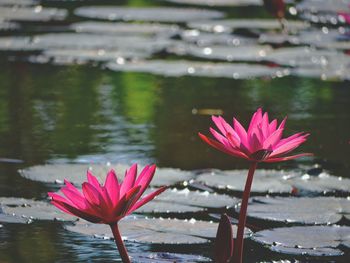Close-up of pink water lily in lake