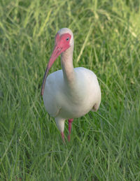 Close-up of a bird on grass
