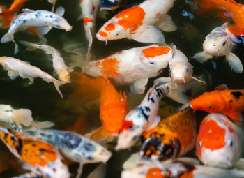 Close-up of koi fish in sea