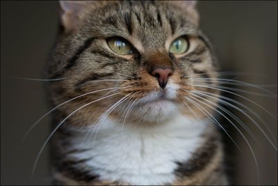 Close-up portrait of a cat