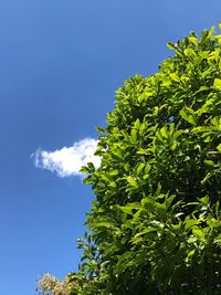 Low angle view of tree against blue sky