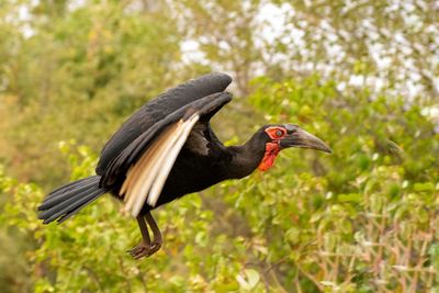 Side view of a bird flying