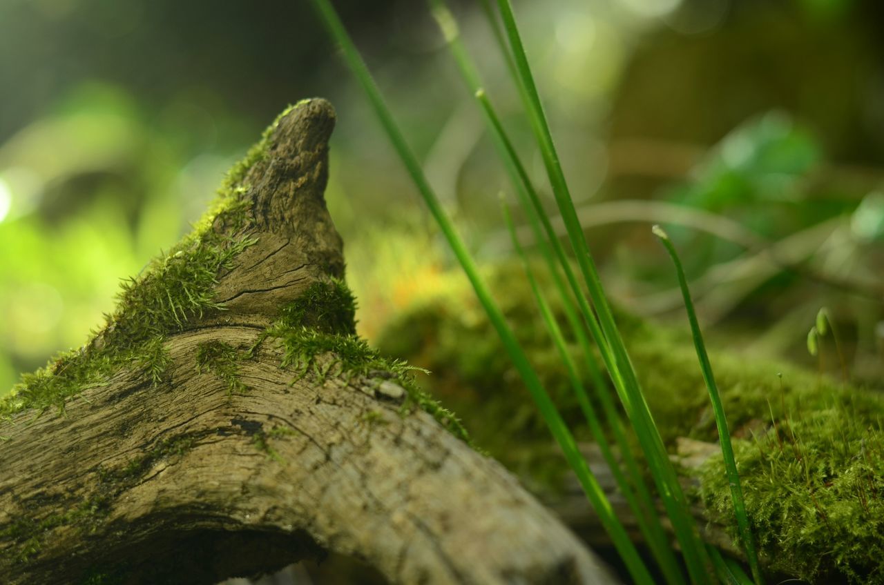 focus on foreground, grass, one animal, nature, selective focus, close-up, animal themes, green color, field, growth, animals in the wild, plant, wildlife, forest, moss, outdoors, day, tree trunk, tree, rock - object