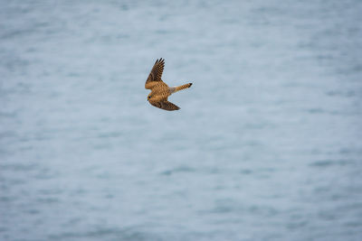 Bird flying over sea