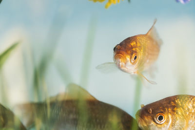 Close-up of fish swimming in sea