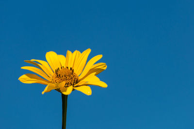 Close-up of yellow flower in bloom against blue sky