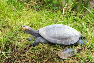 High angle view of yellow-spotted amazon river turtle with hatchling on grassy field