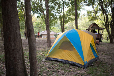 Tent in a forest