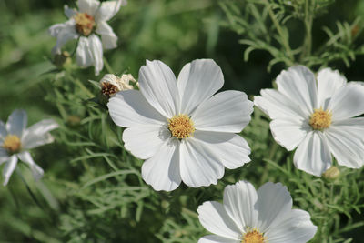 Three white flowers on a green background 
