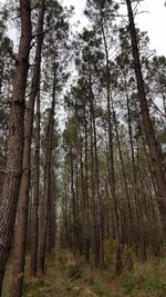 Low angle view of bamboo trees in forest