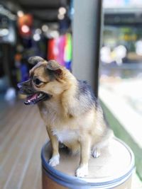 Close-up of a dog looking away