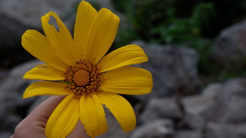 Close-up of yellow flower