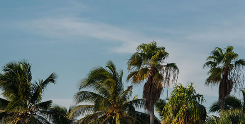 Palm on cuba varadero