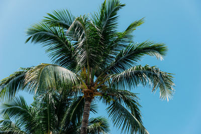 Low angle view of palm trees against clear blue sky