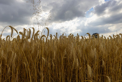 Close-up of wheat field against sky