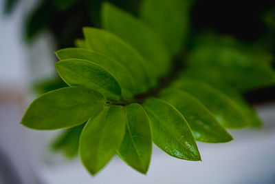 Close-up of fresh green leaves